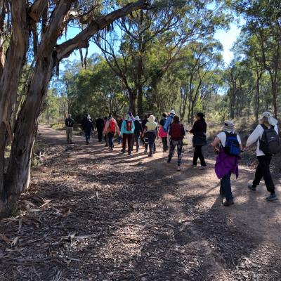 Aranda Bushland 22 May 2019 Singleton IMG 3961