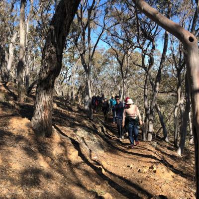 Black Mountain 2 June 2019 Singleton IMG 4053