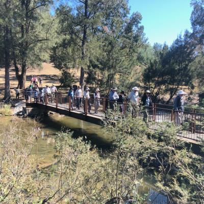 Cotter River 27 November 2019 Singleton IMG 7810