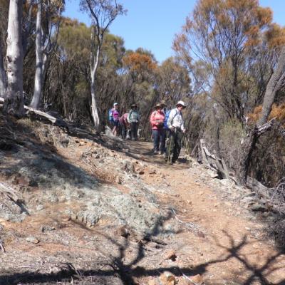Majura Wall 15 October 2019 Welsh P1080081