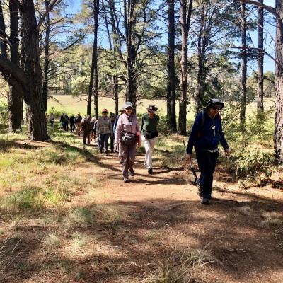 Yarralumla 9 October 2019 Singleton IMG 6577