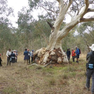 Gungaderra Grassland 19 March 2021